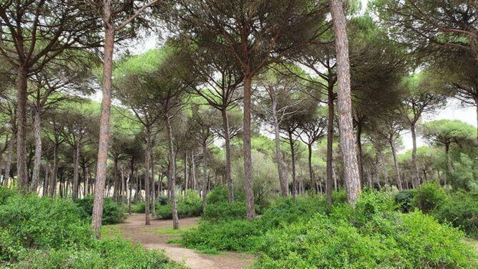 Paisaje en las Dunas de San Antón.