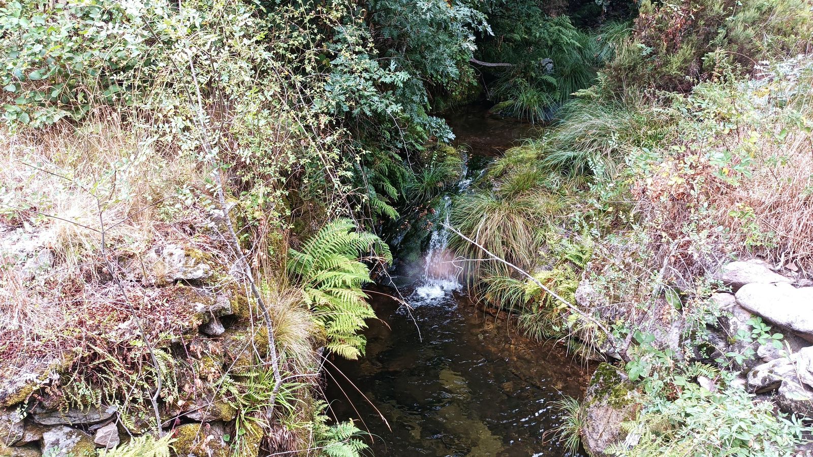 Tendremos que vadear en varias ocasiones, sobre todo si vamos por la variante del bosque tras Requejo.