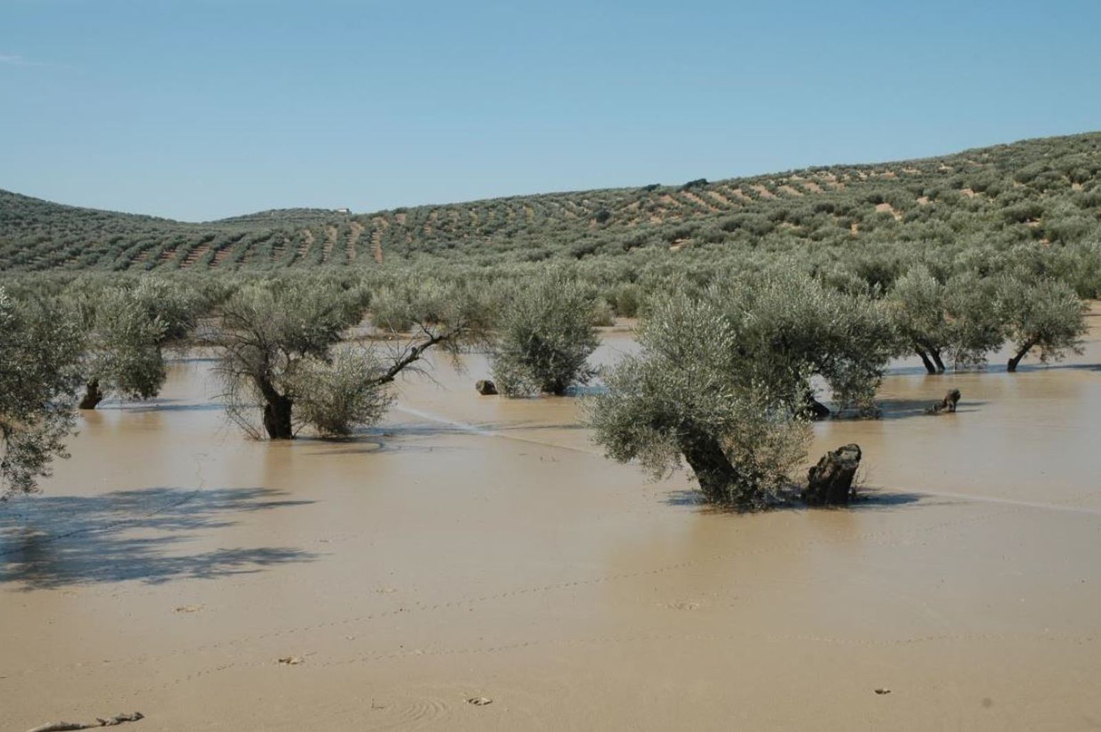 Un olivar empantanado.