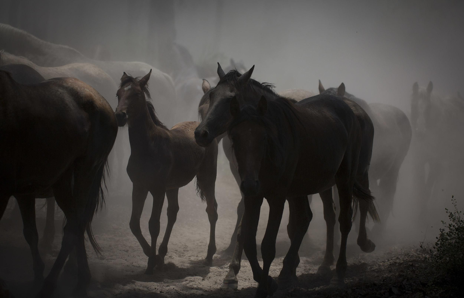 La tradicional y ancestral 'Saca de las  Yeguas', en imágenes