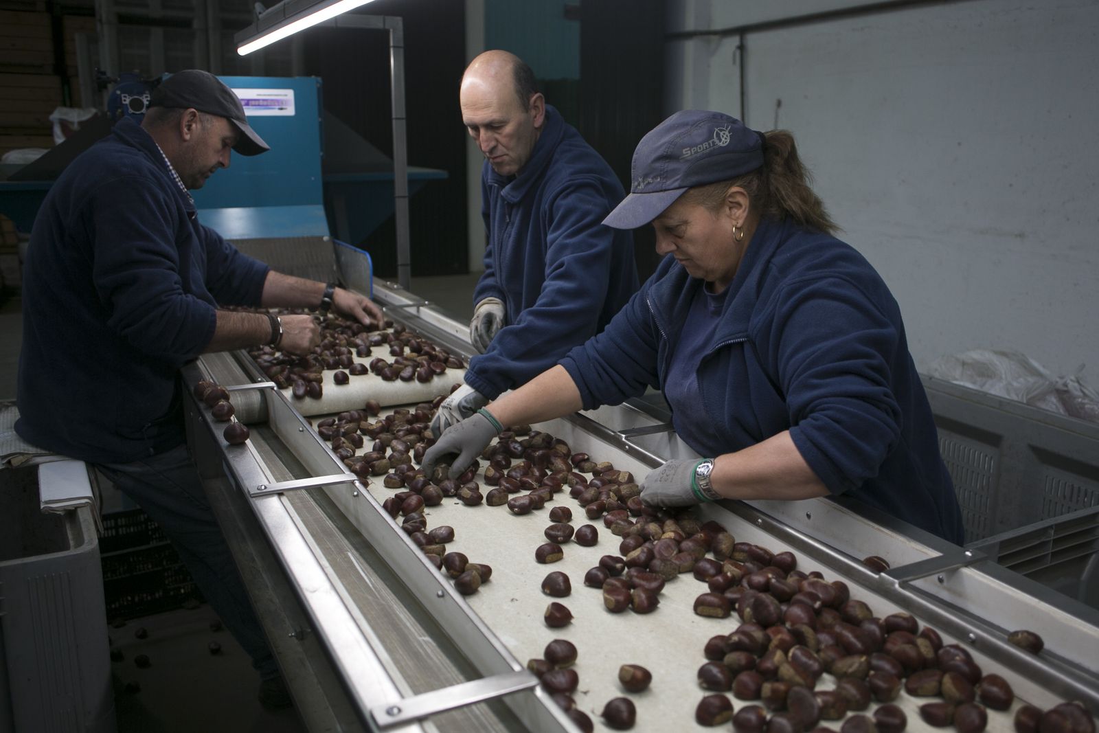 Temporada de castañas en el Valle del Genal