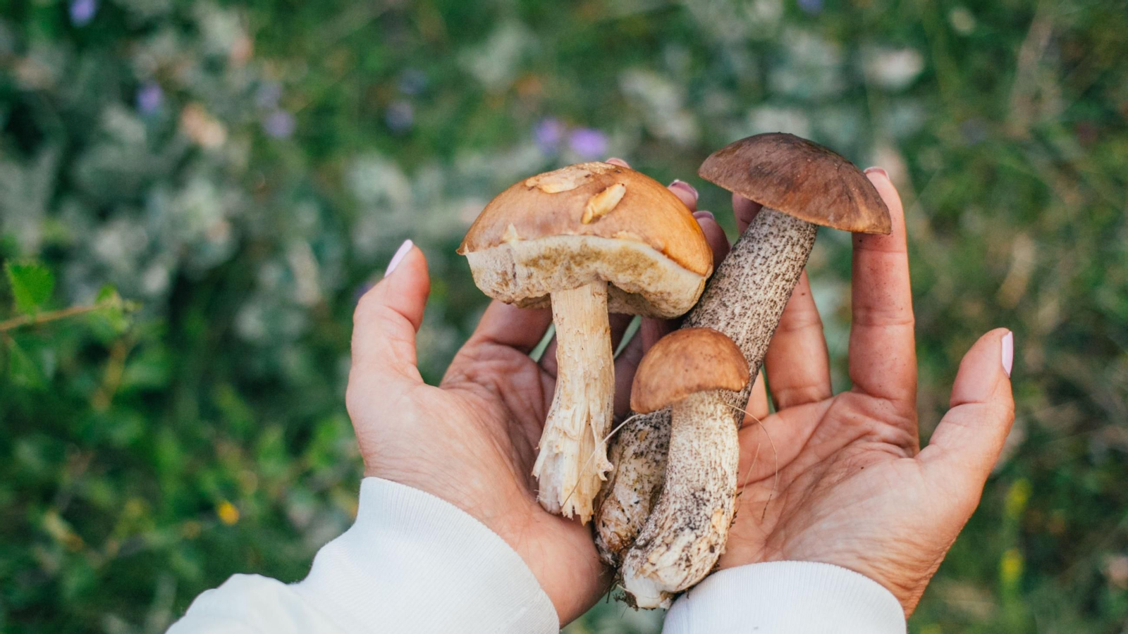 La administración permite recoger una serie de cantidades máximas de manera gratuita y sin necesidad de autorización.