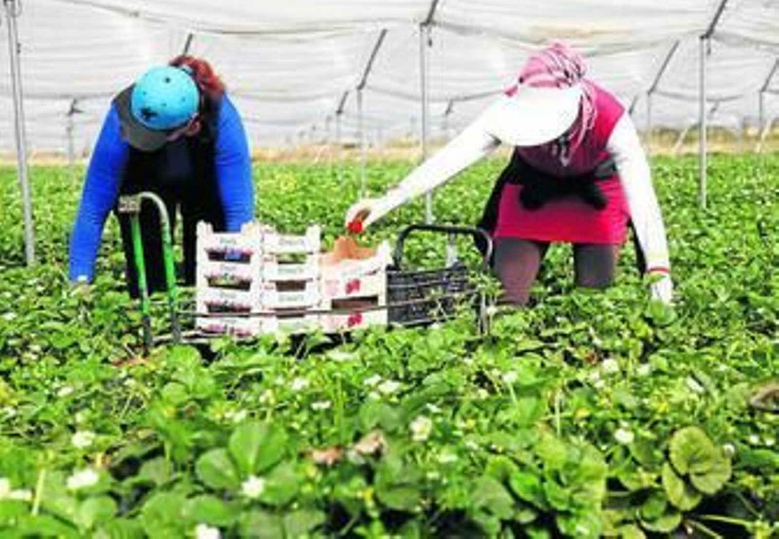 Dos temporeras recolectan fresa en una finca.