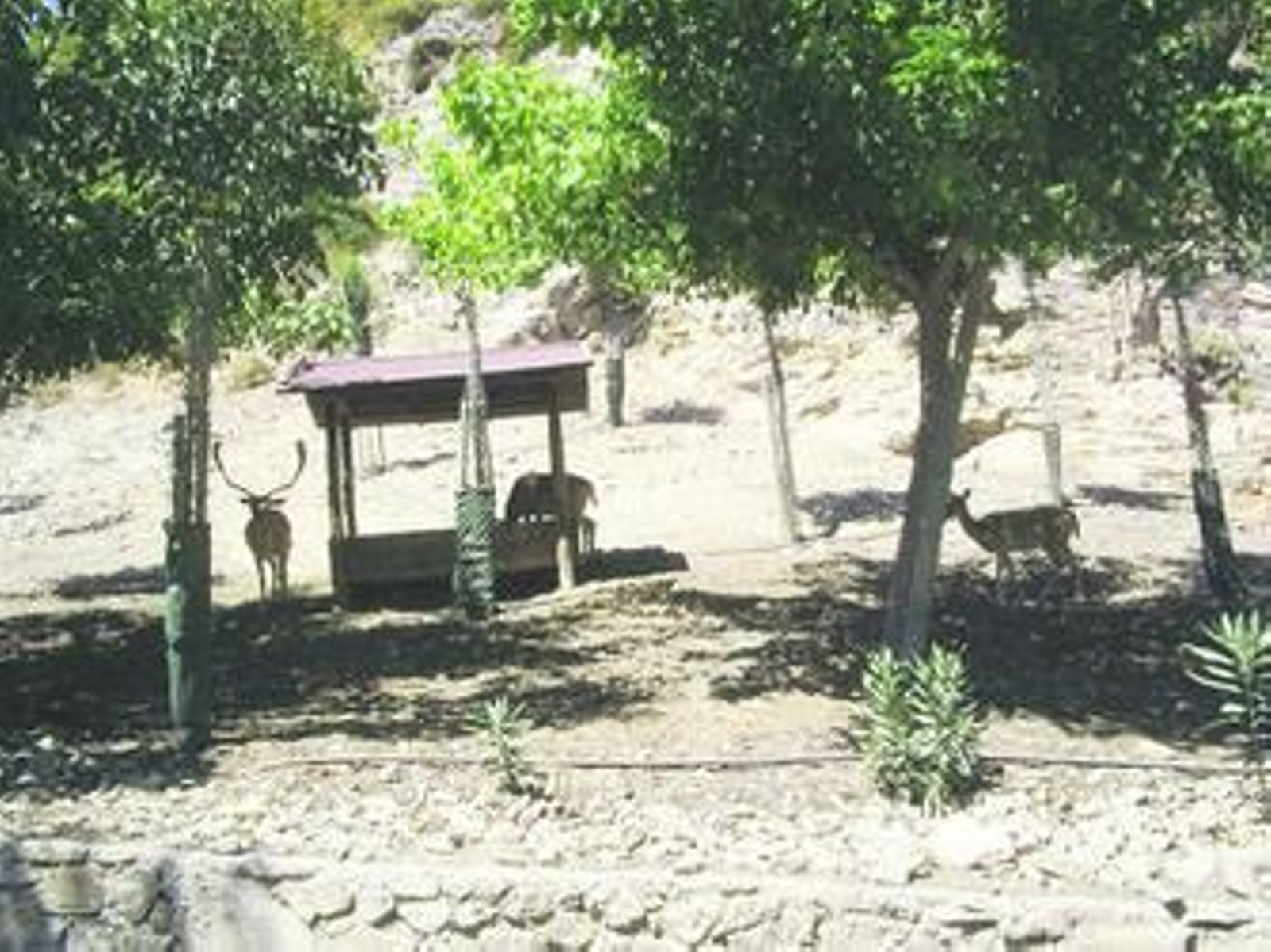 Los ciervos del parque zoológico se protegen del sol.