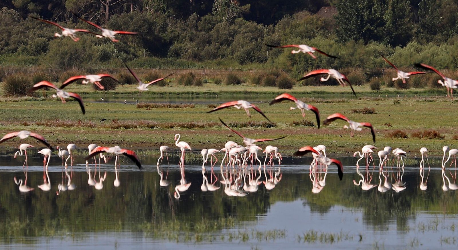 Las marismas de Doñana llenas de flamencos.