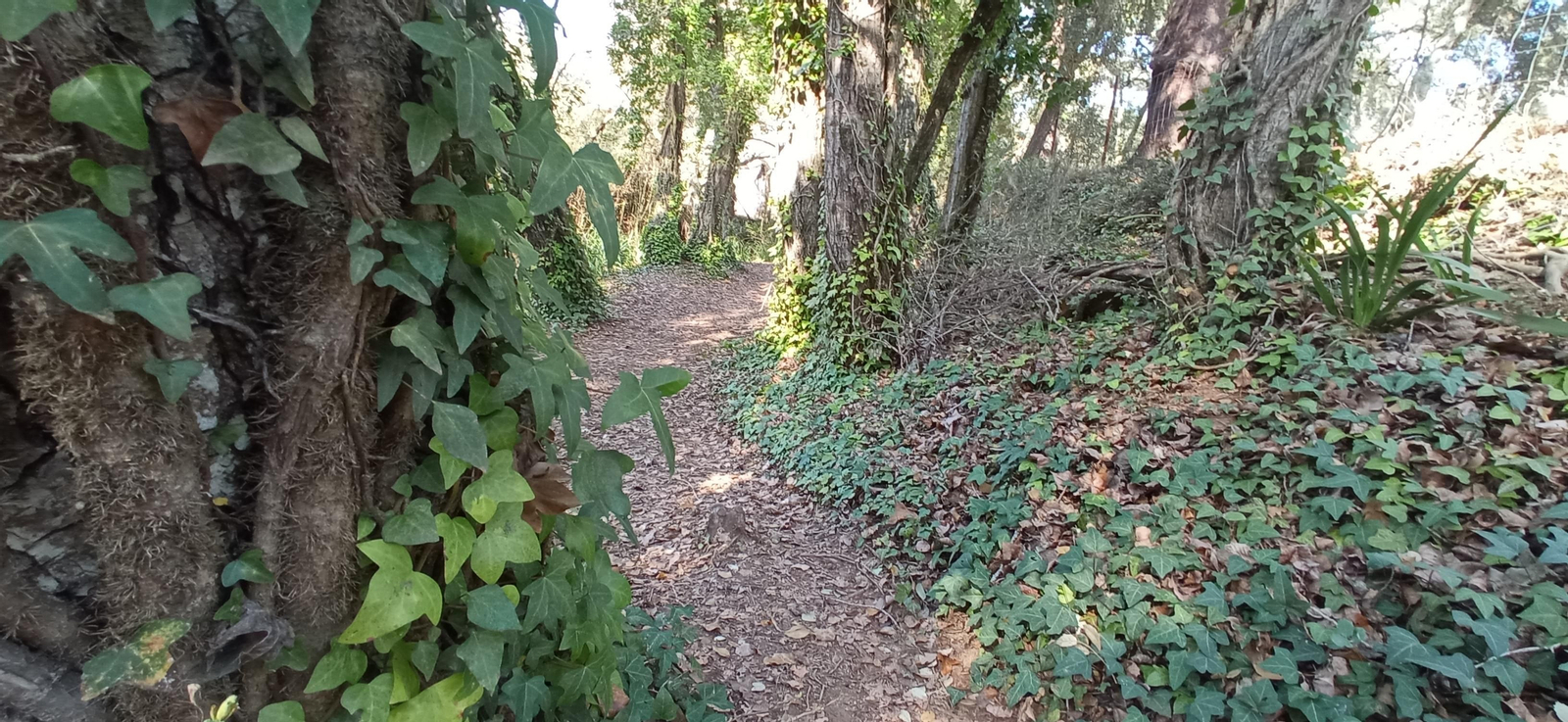 Las imágenes de la ruta de la cascada de Jollarancos y bosque de las letras