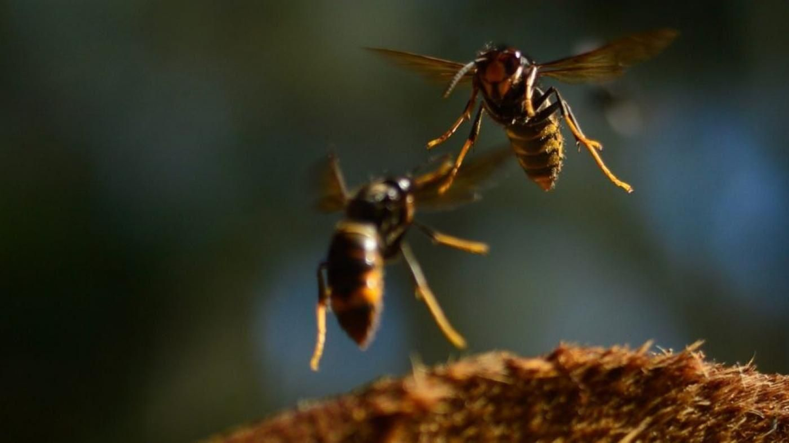 Tres muertes en dos semanas por picadura de velutina encienden la alarma en Galicia. Tres muertes en dos semanas por picadura de velutina encienden la alarma en Galicia.