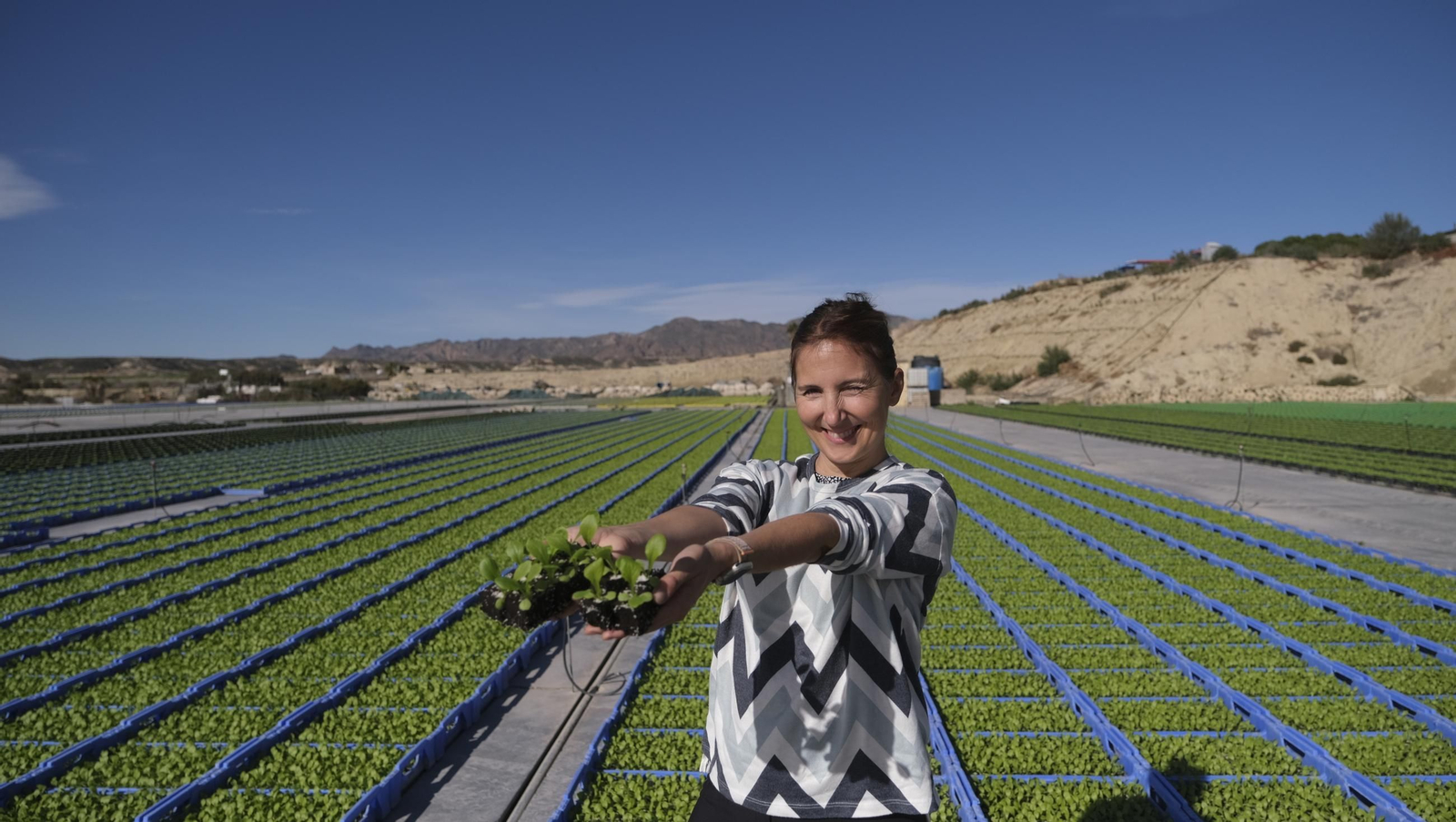 Desde Cuevas del Almanzora para el resto del mundo, las mejores escarolas con Cuadraspania, en imágenes
