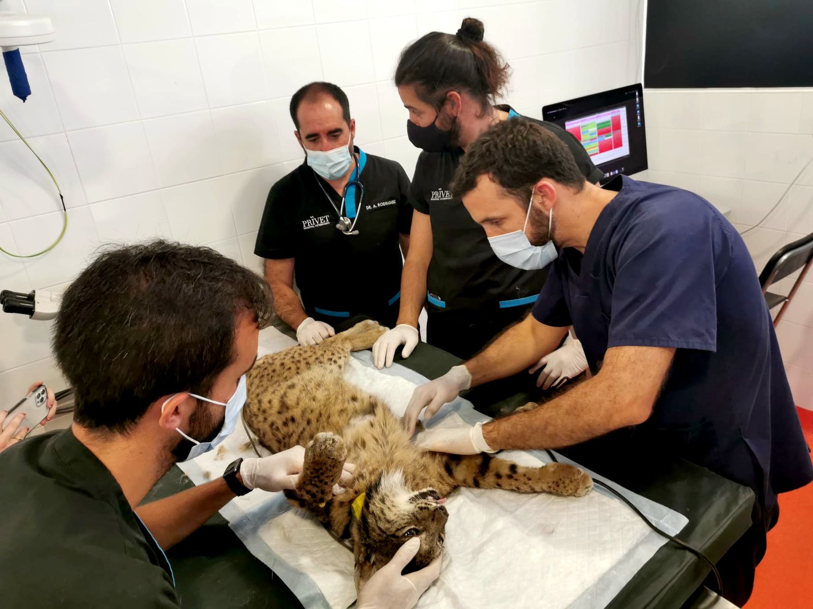 Atienden al lince en el hospital veterinario Prïvet de Villaviciosa de Odón, Madrid.