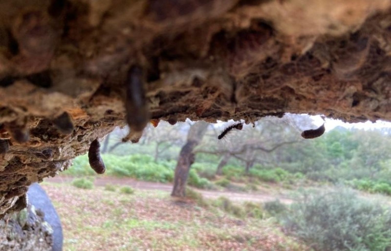 Ejemplares de lagarta peluda en un árbol del parque de Los Alcornocales.