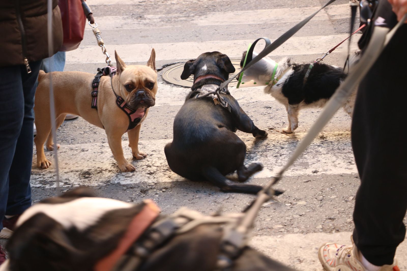 Así ha sido la bendición de las mascotas y la subasta de 'rabicos' en el casco histórico de Almería