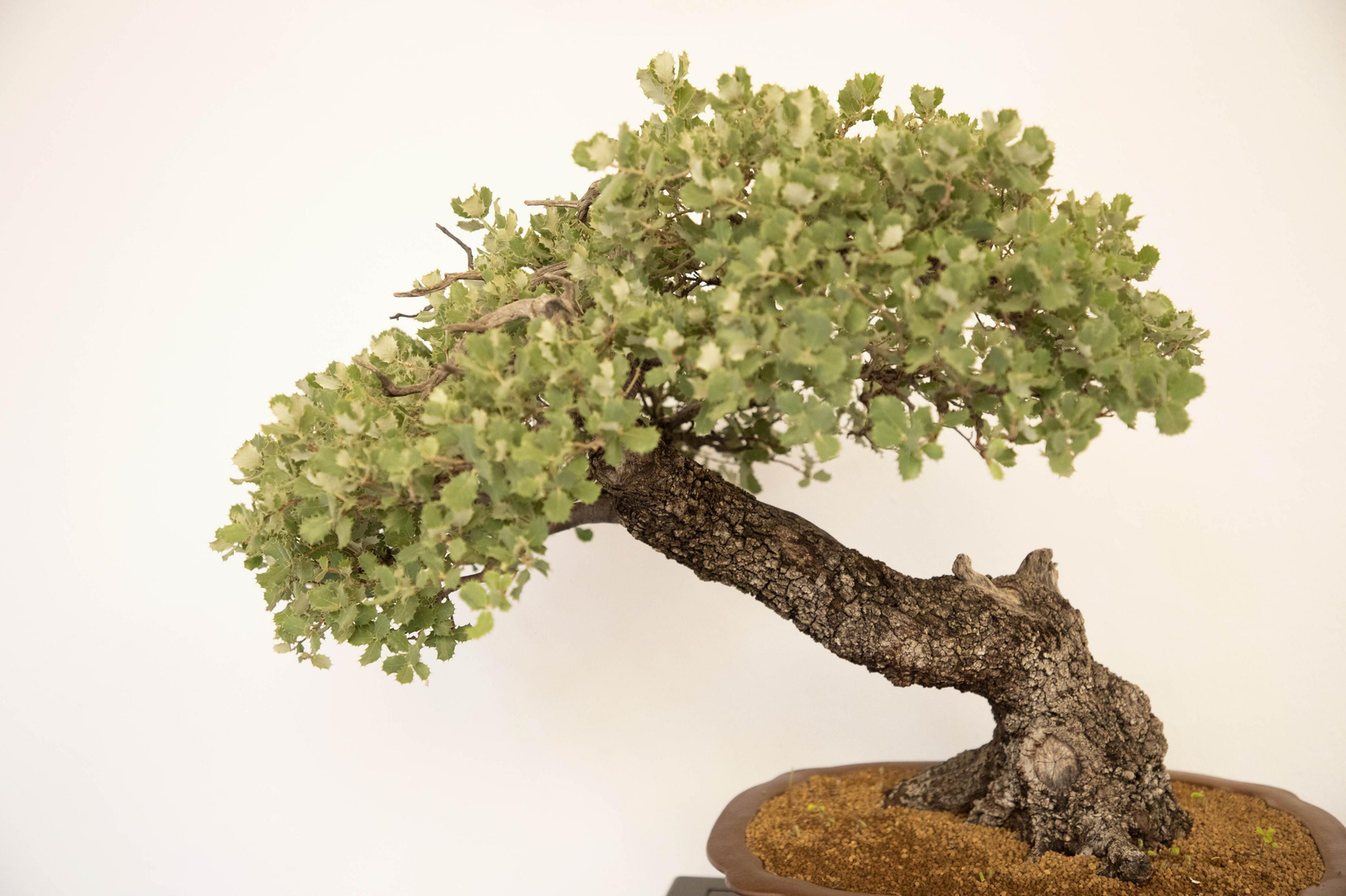 La exposición de Primavera de Bonsái de Córdoba, en imágenes