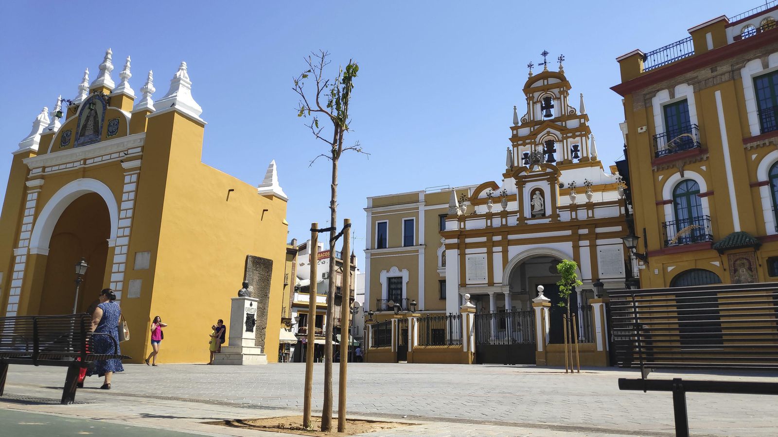 Uno de los árboles secos de la plaza frente a la Basílica de la Macarena.