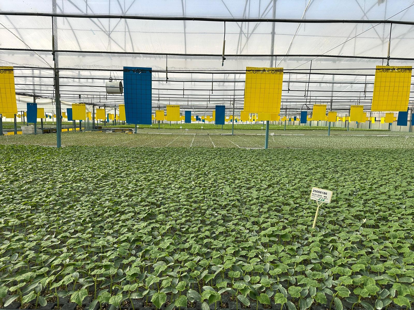 Plantación de cultivo de primavera.