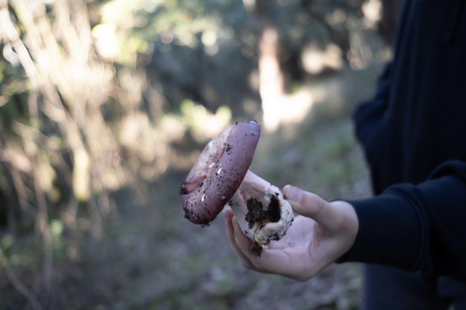 Jornadas micológicas de Cortes de la Frontera, en fotos