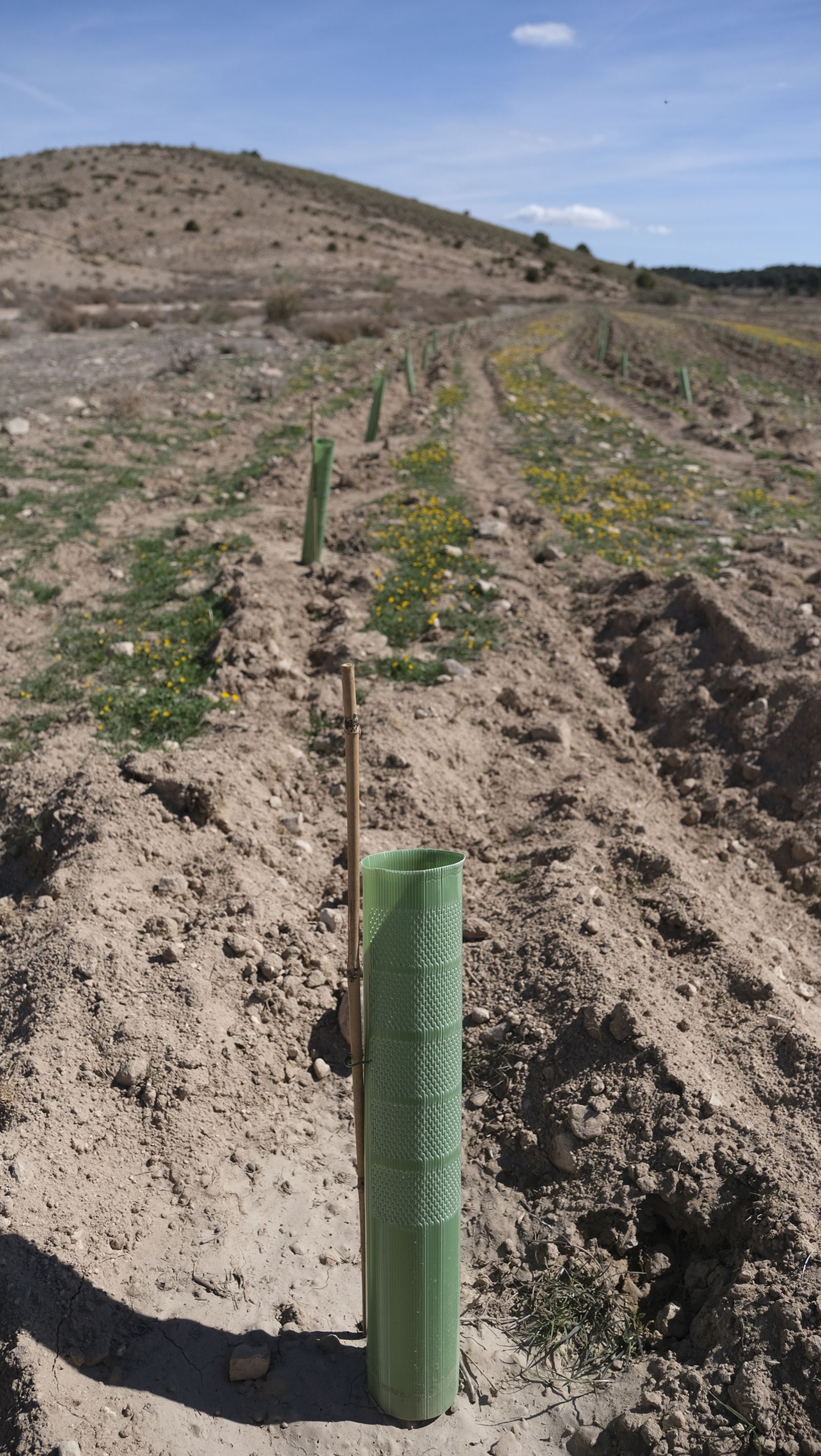 Cajamar pone 'la primera planta' para la reforestación de Sierra María-Los Vélez