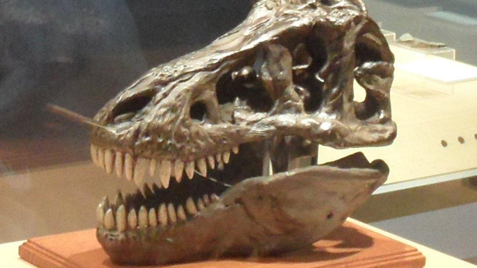 Reproducción de un cráneo de tiranosaurius rex.