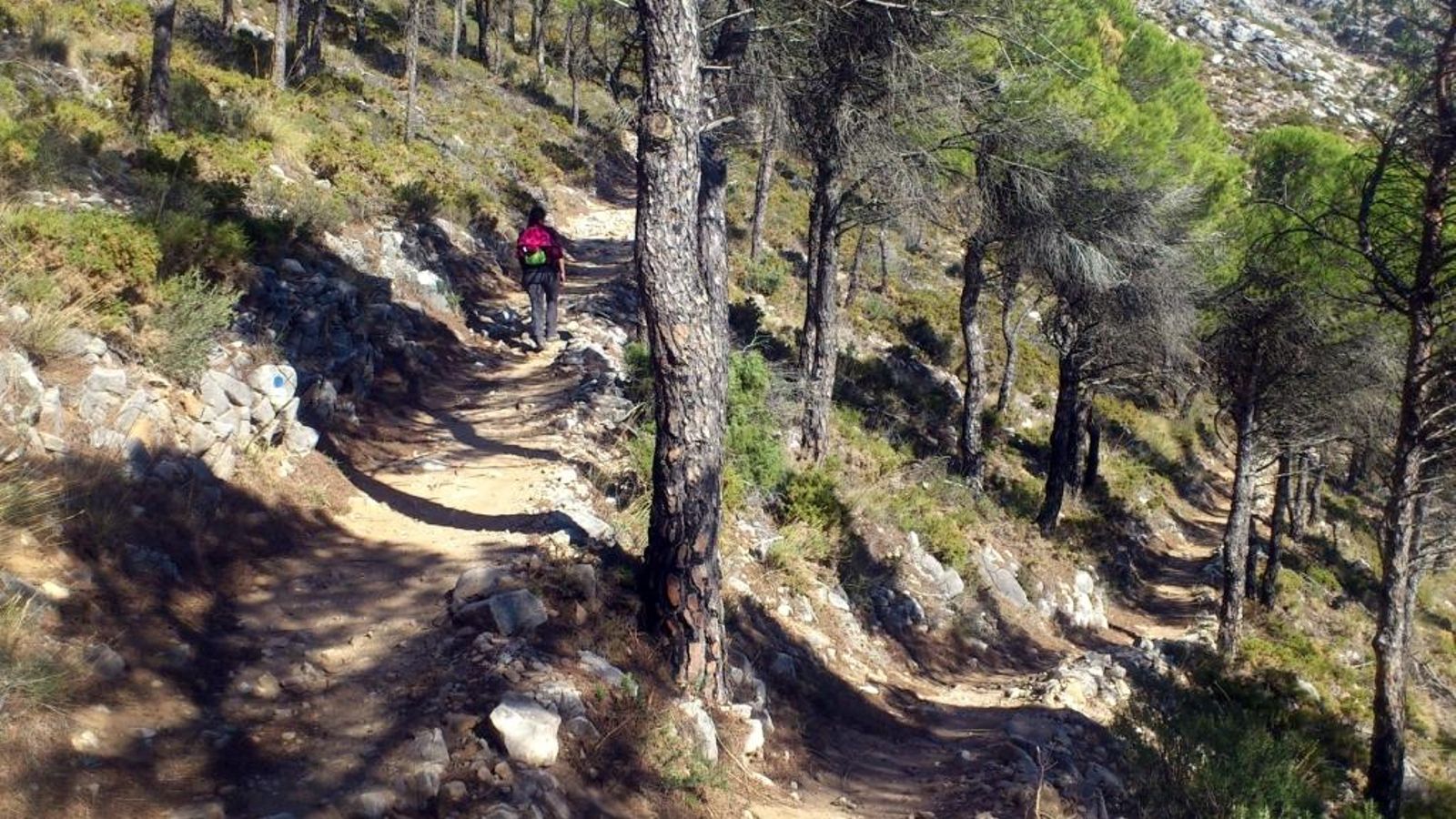 Tramo entre pinares y vegetación que tapará el olor a chotuno que llevaremos al final de la etapa.