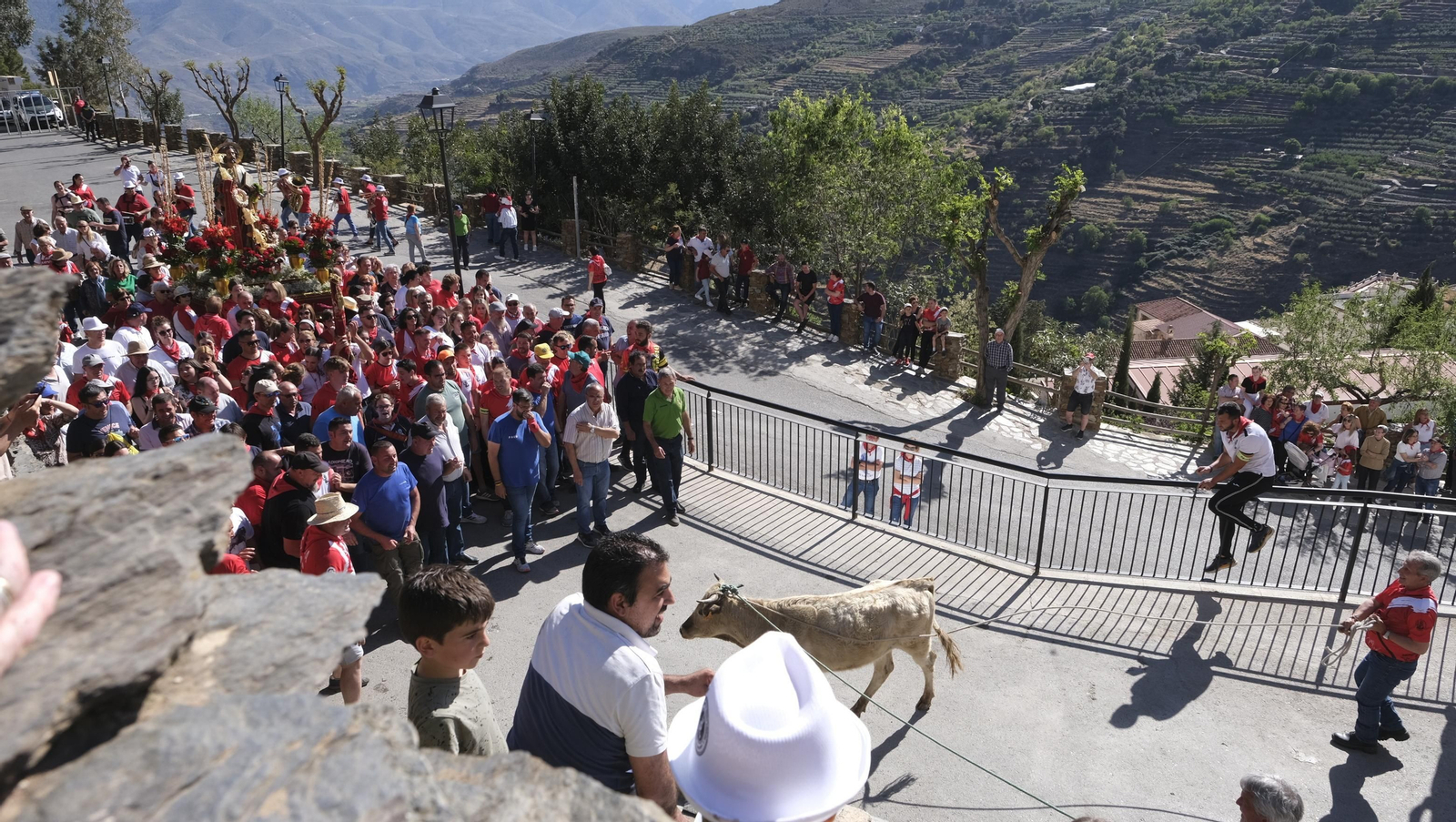 Imágenes de los toros ensogaos y San Marcos, en las Fiestas de Ohanes