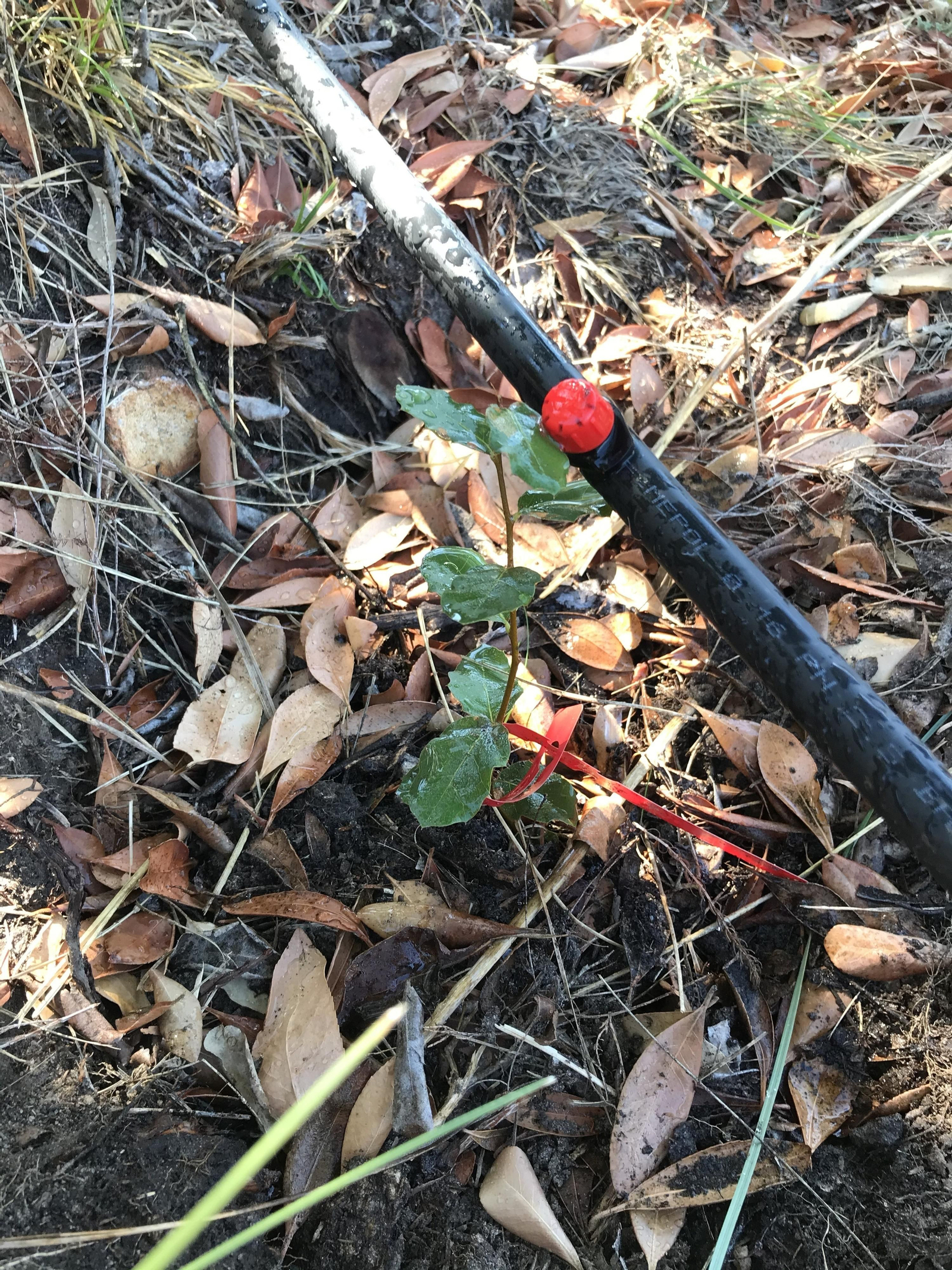 Plantación de alcornoques.