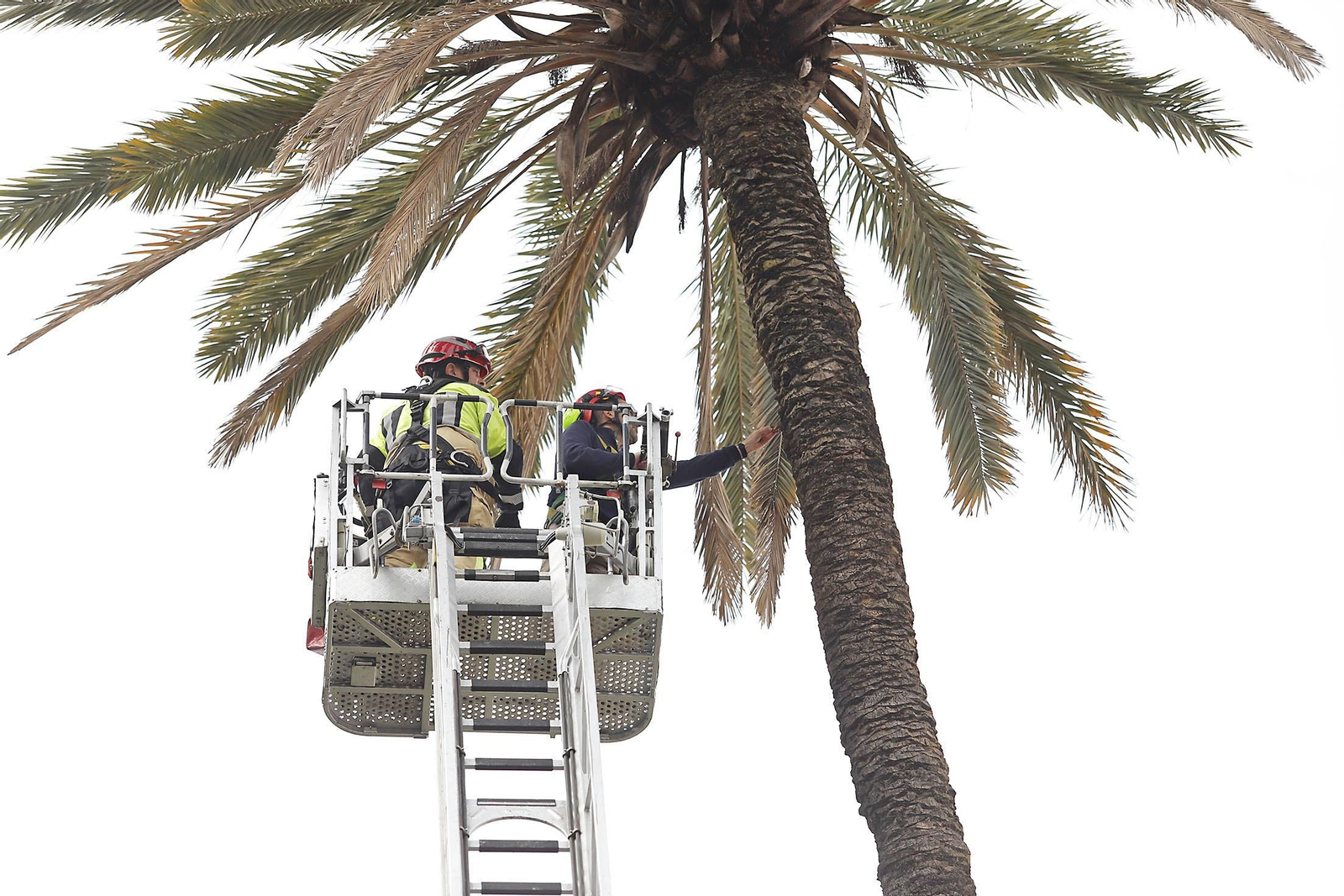 La palmera de Huelva es sometida a una inspección y posterior poda tras el paso del último temporal