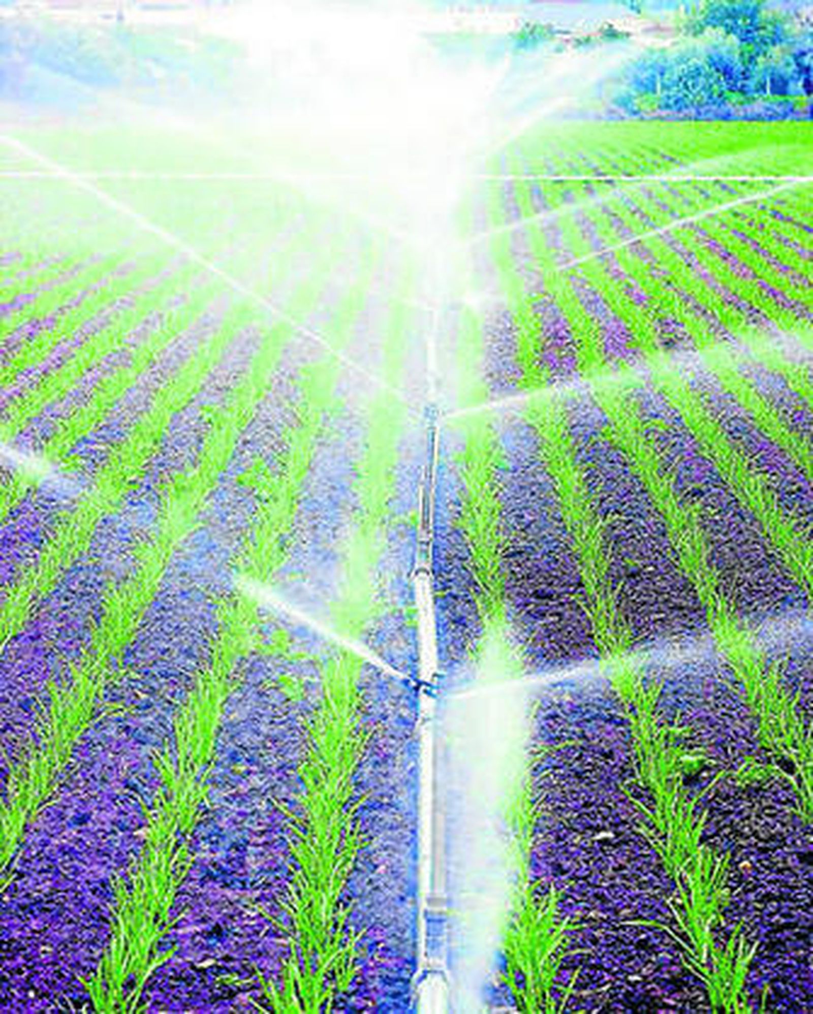 Superficie de cultivos de regadío en la provincia.