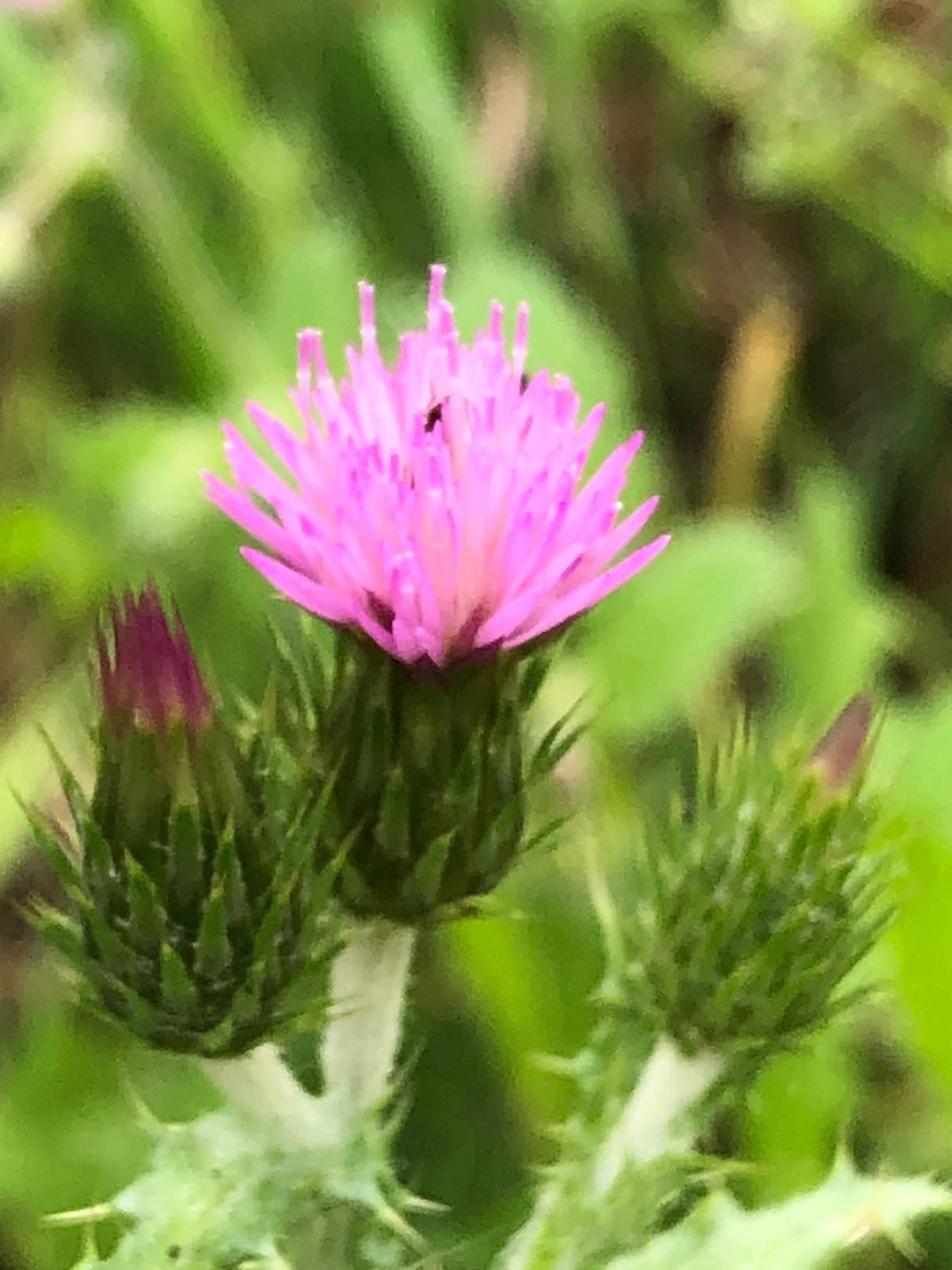 Las fotografías de la primavera en la Campiña de Córdoba