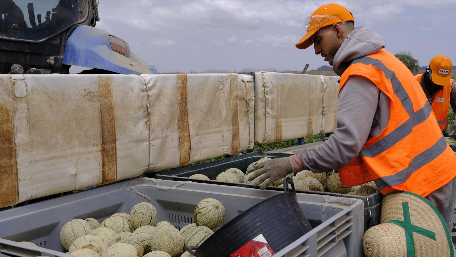La sandía y el melón de Huércal Overa, manjares en imágenes