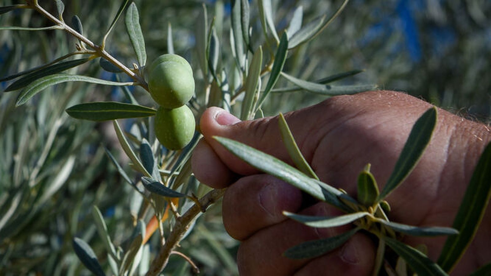 La Fiscalía se querella contra el Litri por detraer ilegalmente 2.000 millones de litros de agua en Doñana