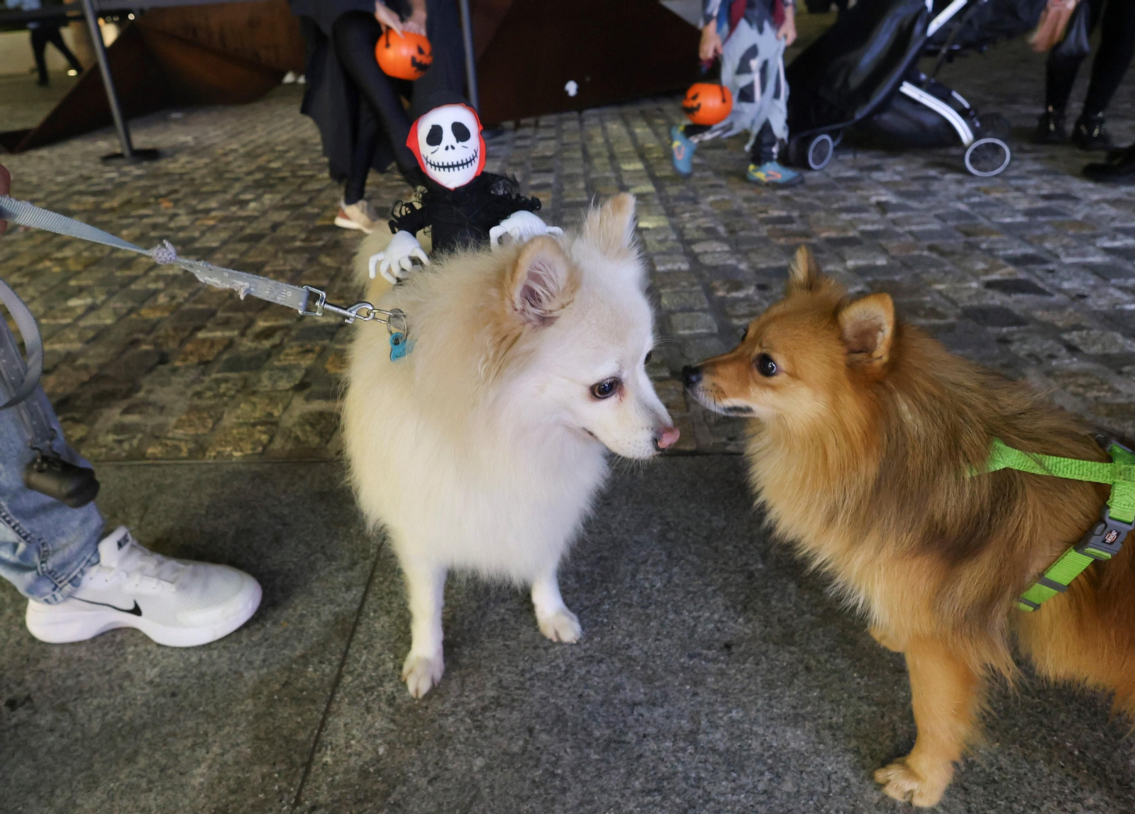 Las fotos de Halloween 2023 en Málaga: Una noche de lo más terrorífica