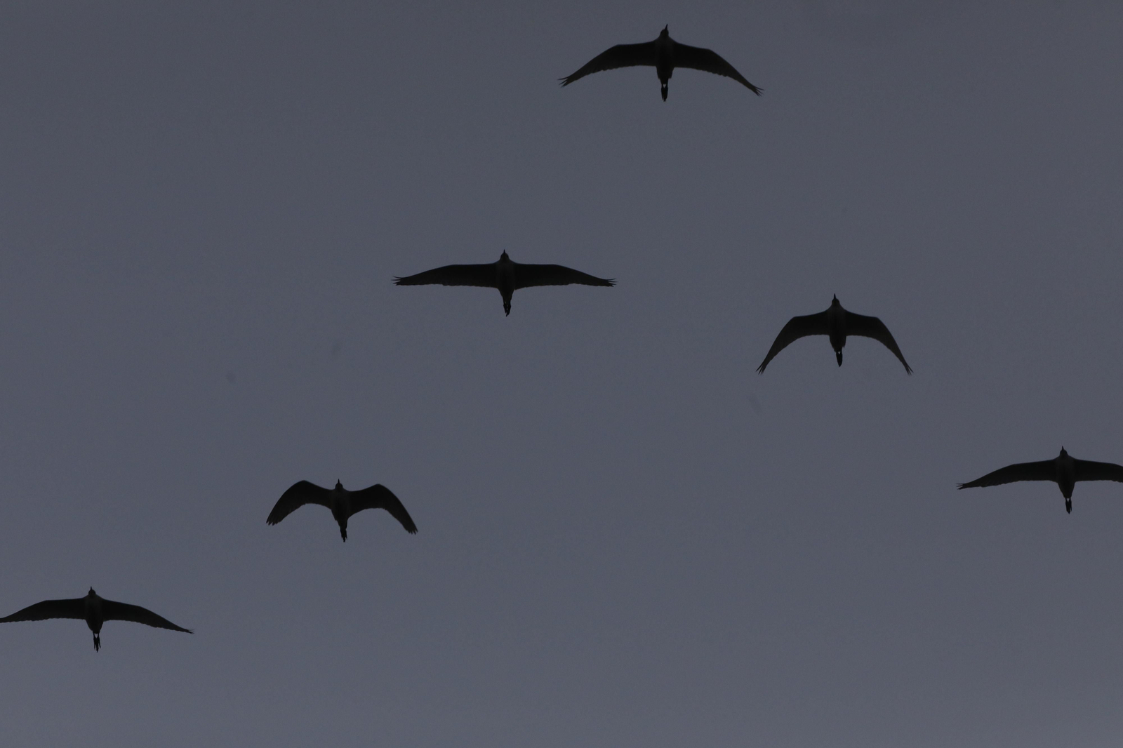 Las aves que habitan en Los Sotos de la Albolafia de Córdoba, en fotografías