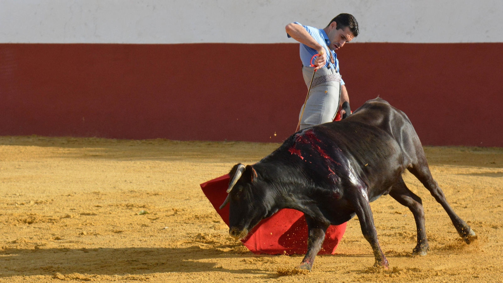 Tentadero con Talavante en la finca La Palmosilla