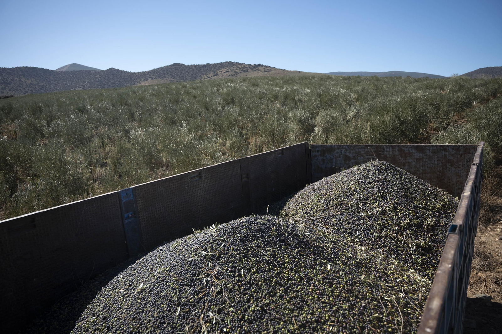 Las imágenes de la campaña recogida de acetuna en Fiñana