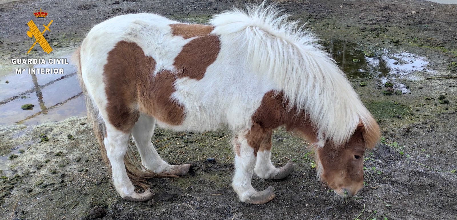 El poni hallado con síntomas de abandono en Almuñécar.