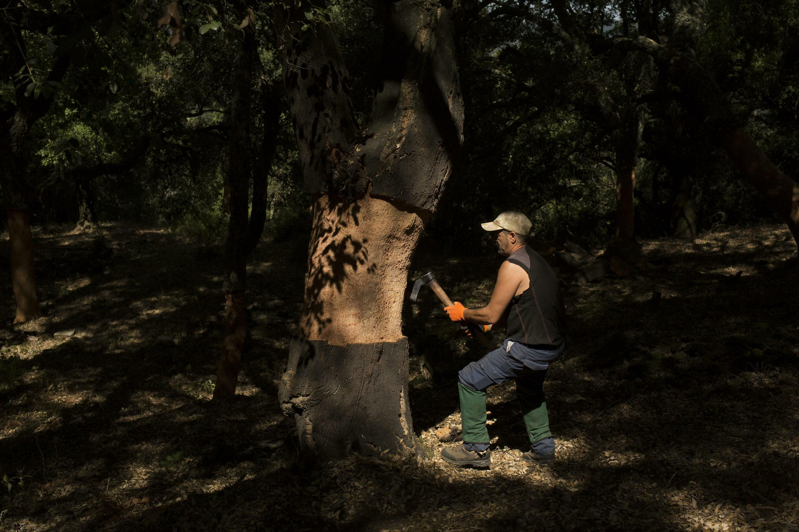 Fotos de la recogida del corcho en Ronda