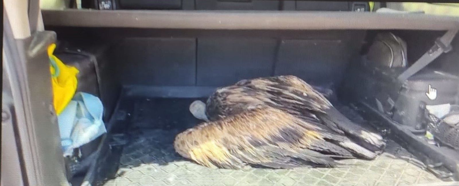 Uno de los buitres rescatados.