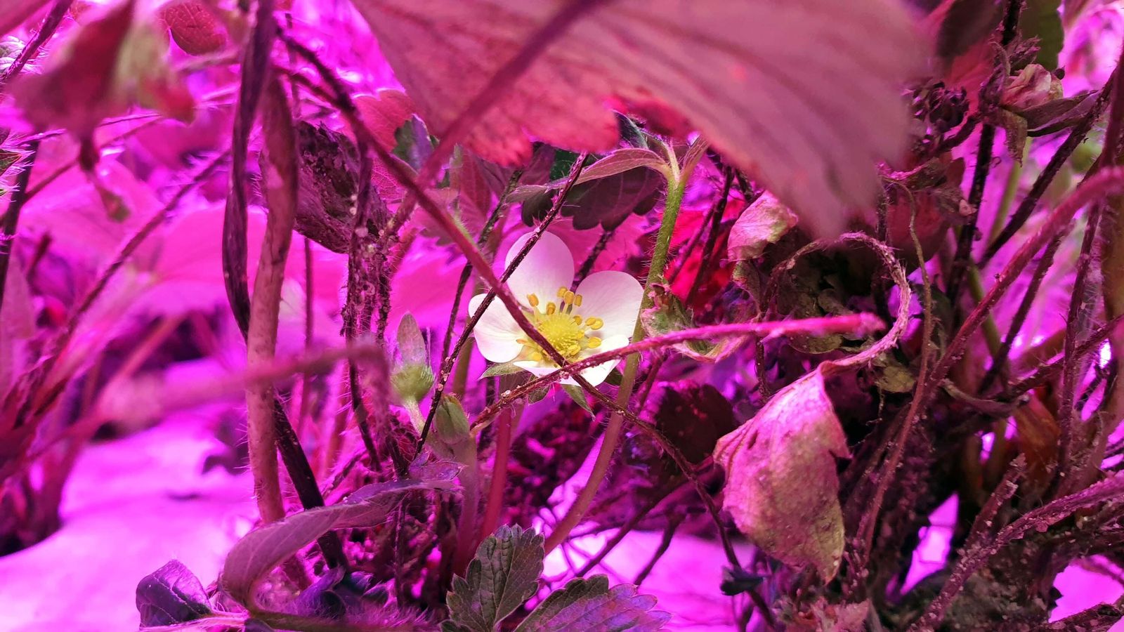 Proyecto piloto para cultivo de fresas 'indoor' vertical en el que participa Onubafruit