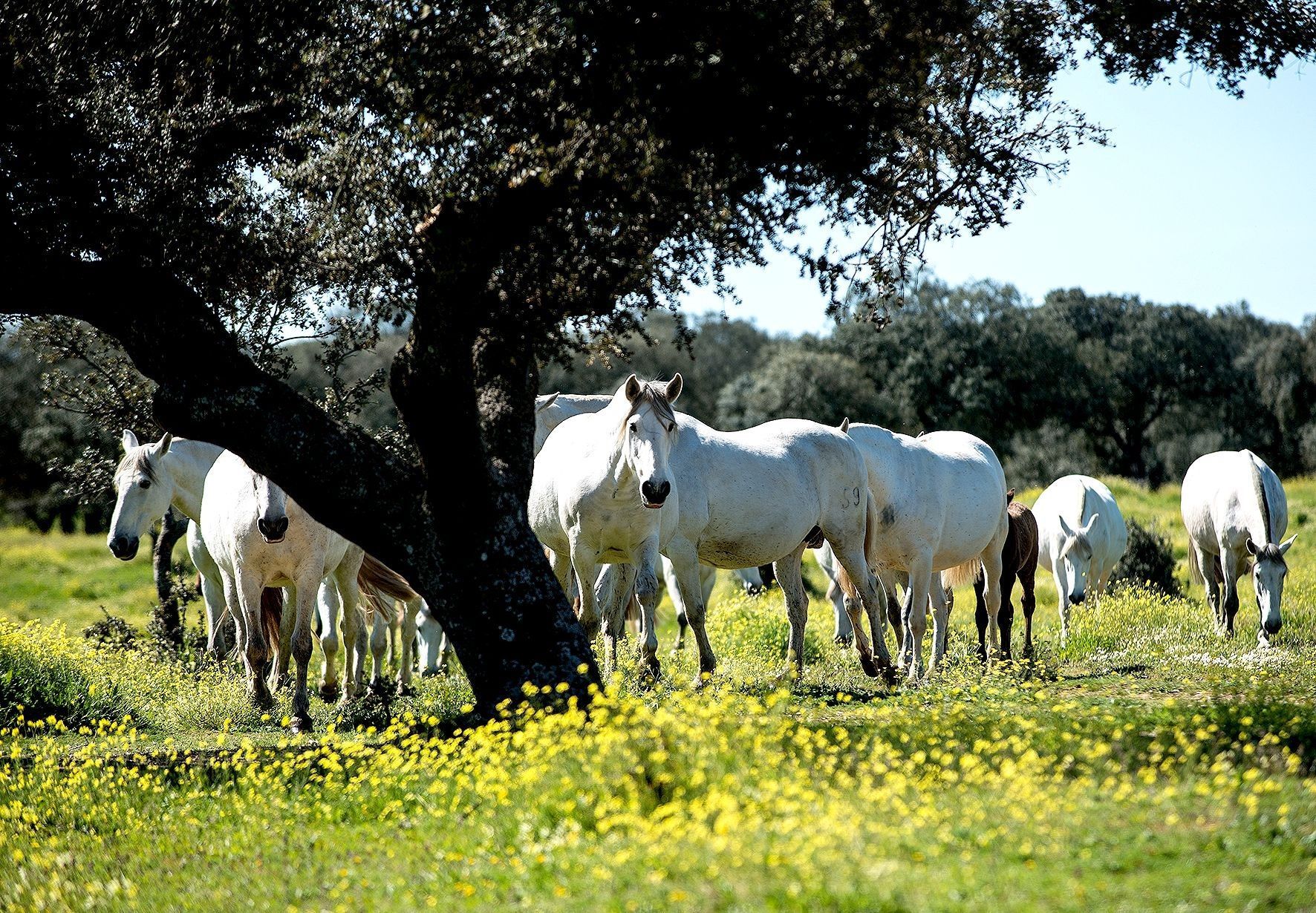 ¿Dónde le duele al caballo?: Un estudio avanza en el diagnóstico del dolor miofascial en equinos