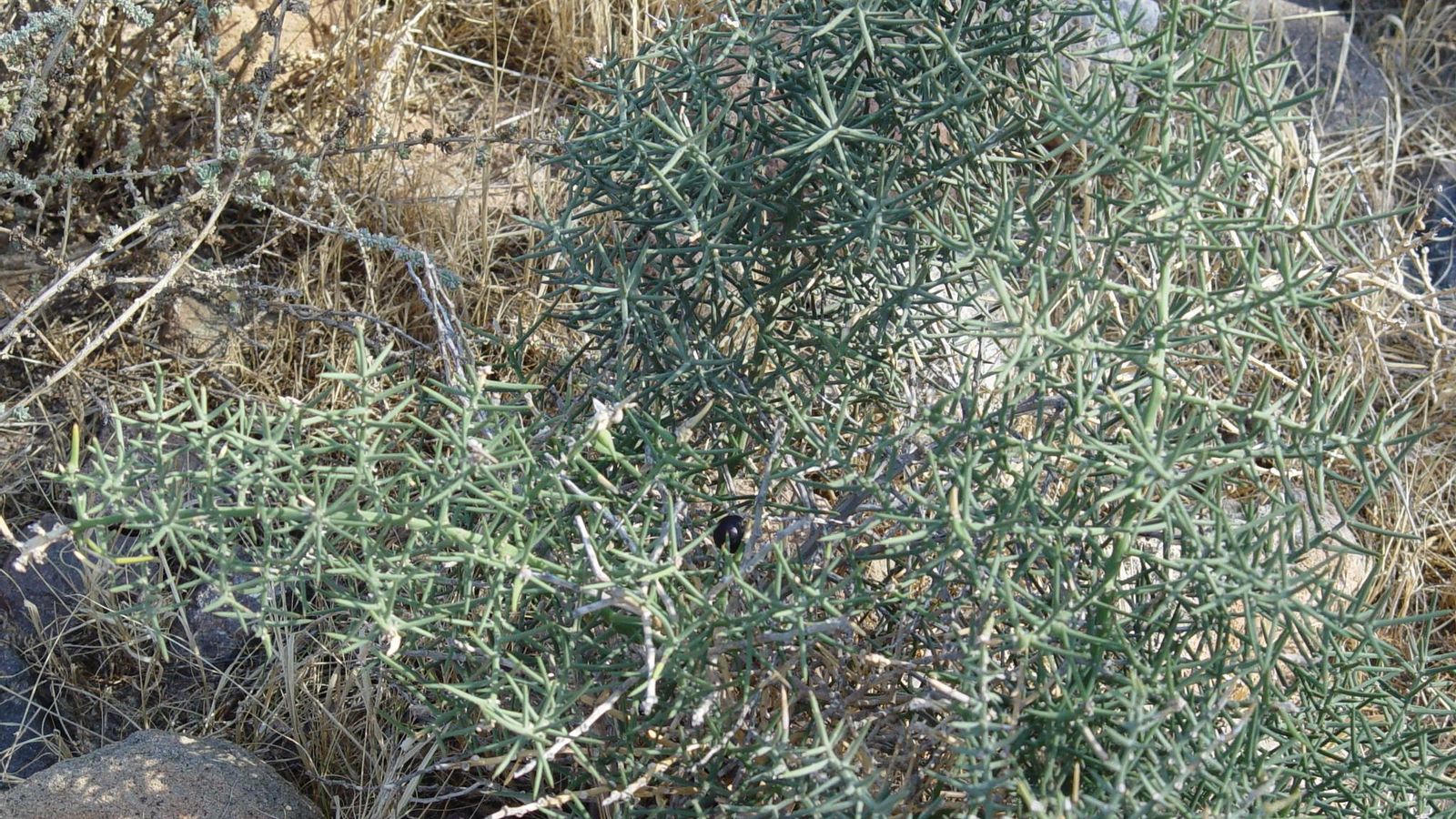 Espárrago de la especie 'horridus', que se localiza en la Subbética. Espárrago de la especie 'horridus', que se localiza en la Subbética.