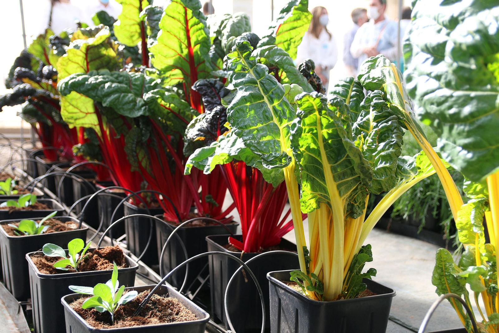 Fotogalería de la presentación de Plataforma Tierra, de Cajamar e IBM