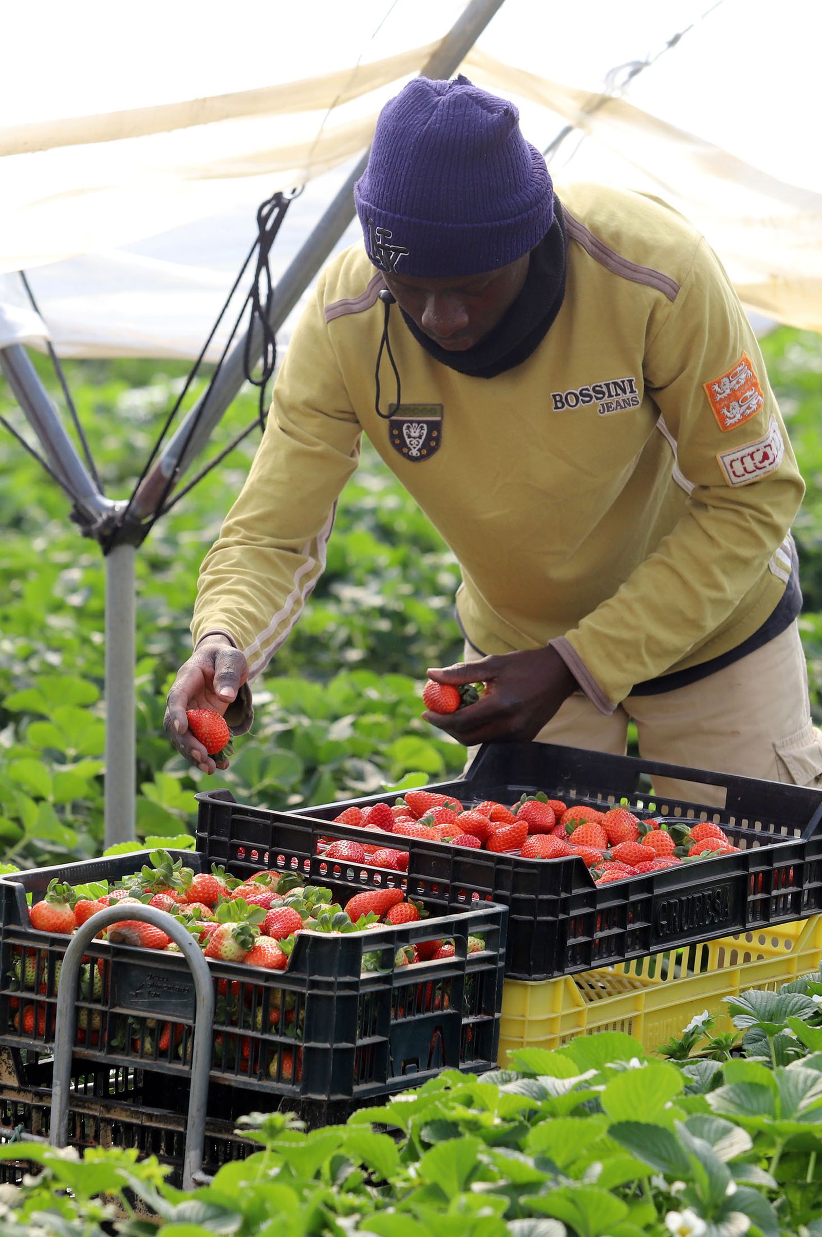Imágenes de la realidad del trabajo en el campo