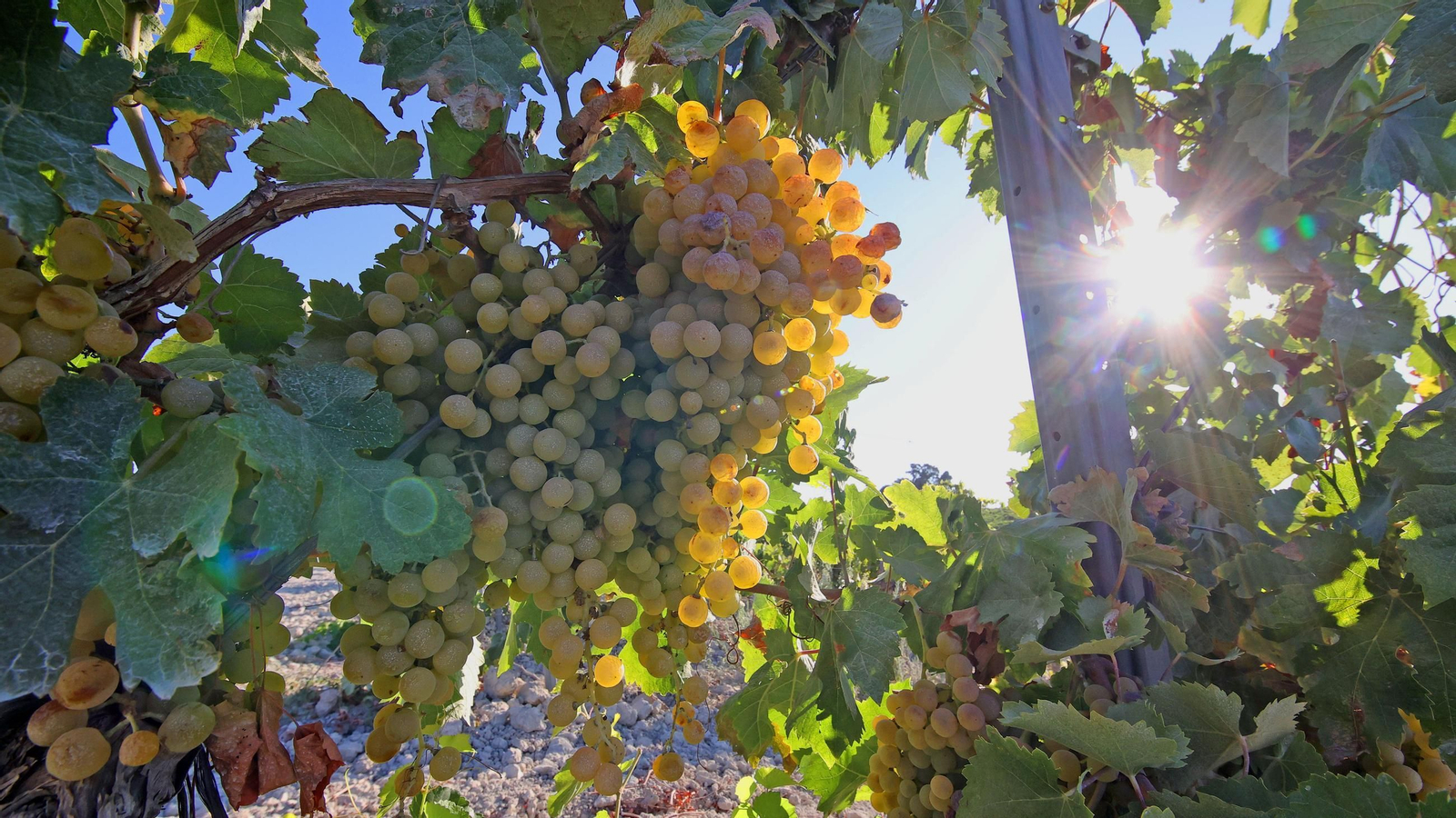 Vendimia a mano en la Viña El Caribe en Jerez