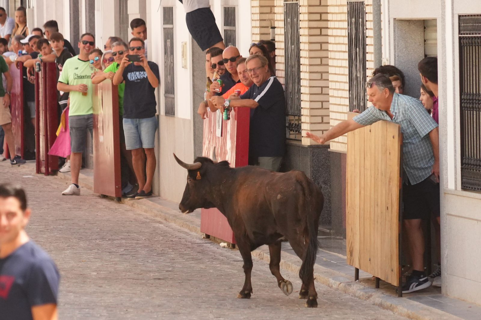 El encierro de vaquillas por Santa Ana El Viso, en imágenes