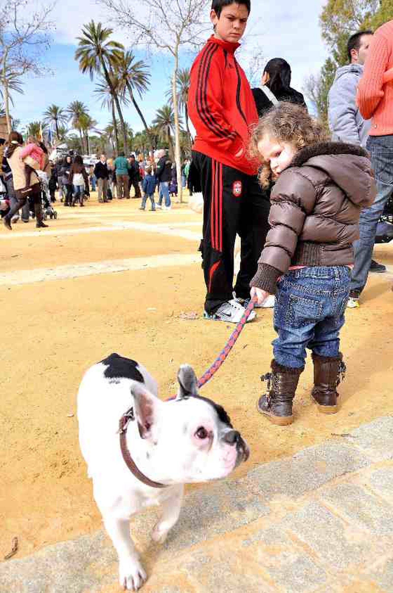 El parque González Hontoria acoge un año más la festividad de San Antón en el que los perros protagonizan la celebración pues de los 800 animales inscritos 600 eran canes.

Foto: Manu Garcia