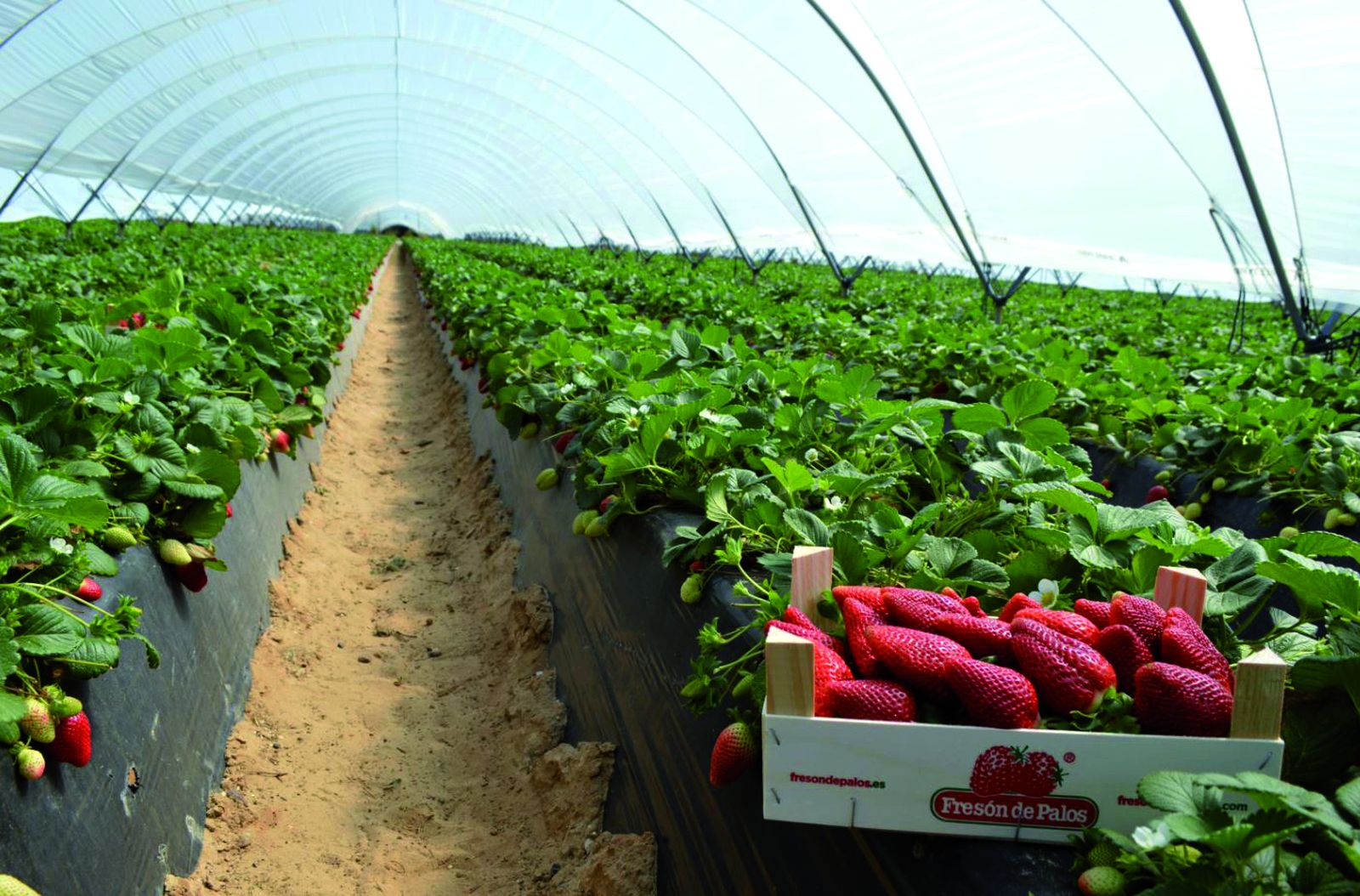 Plantación de Fresón de Palos