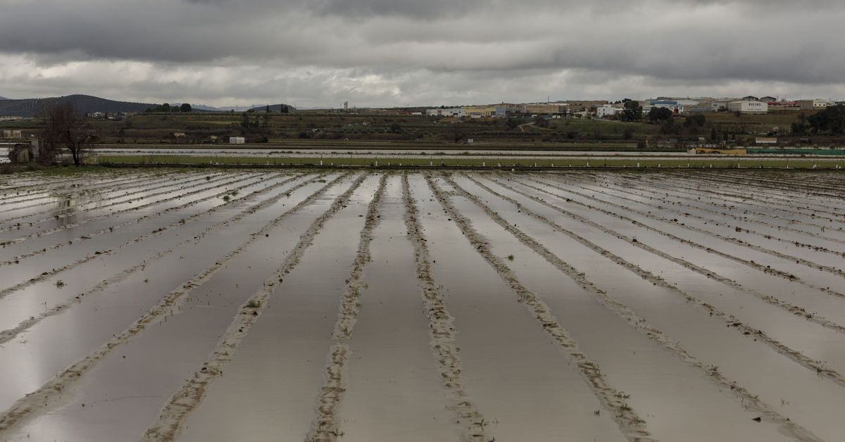 Los agricultores andaluces declaran daños al seguro por el temporal que equivalen a un tercio de todo lo indemnizado en 2025