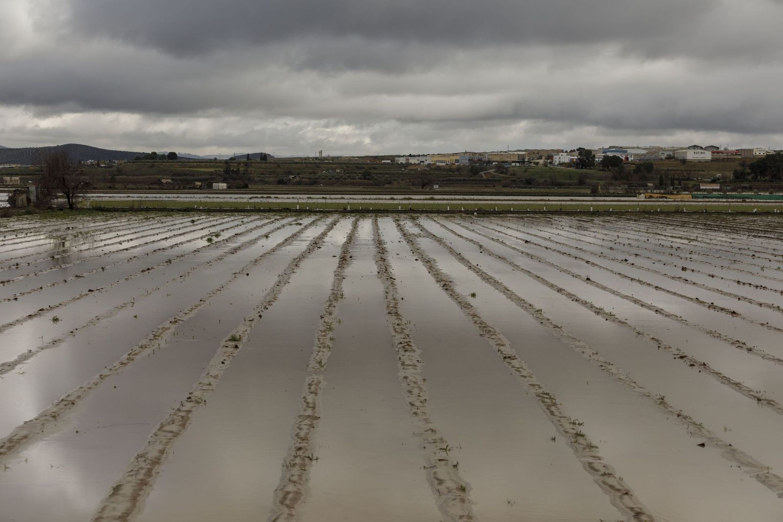 Cultivos anegados por la lluvia en Huétor Tajar (Granada)