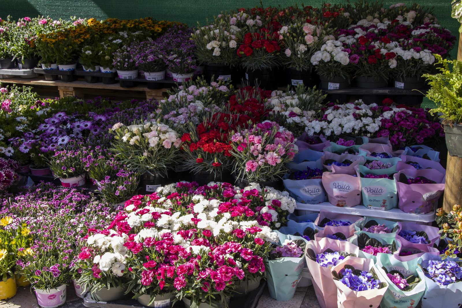 Las mejores imágenes de la Muestra de Primavera en Plaza de las Monjas, Huelva