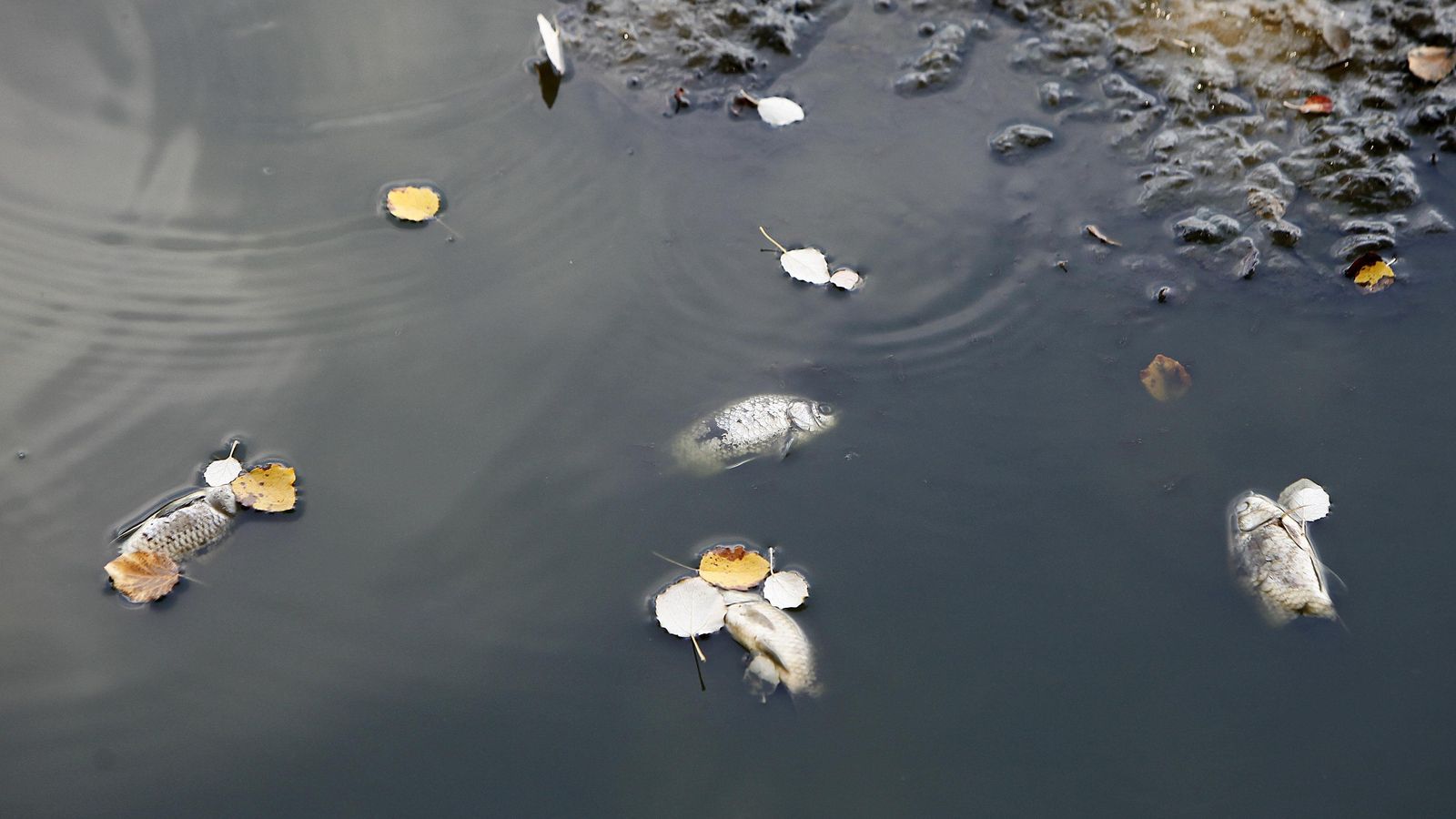 Algunos peces han muerto en el lago del Guadiamar.