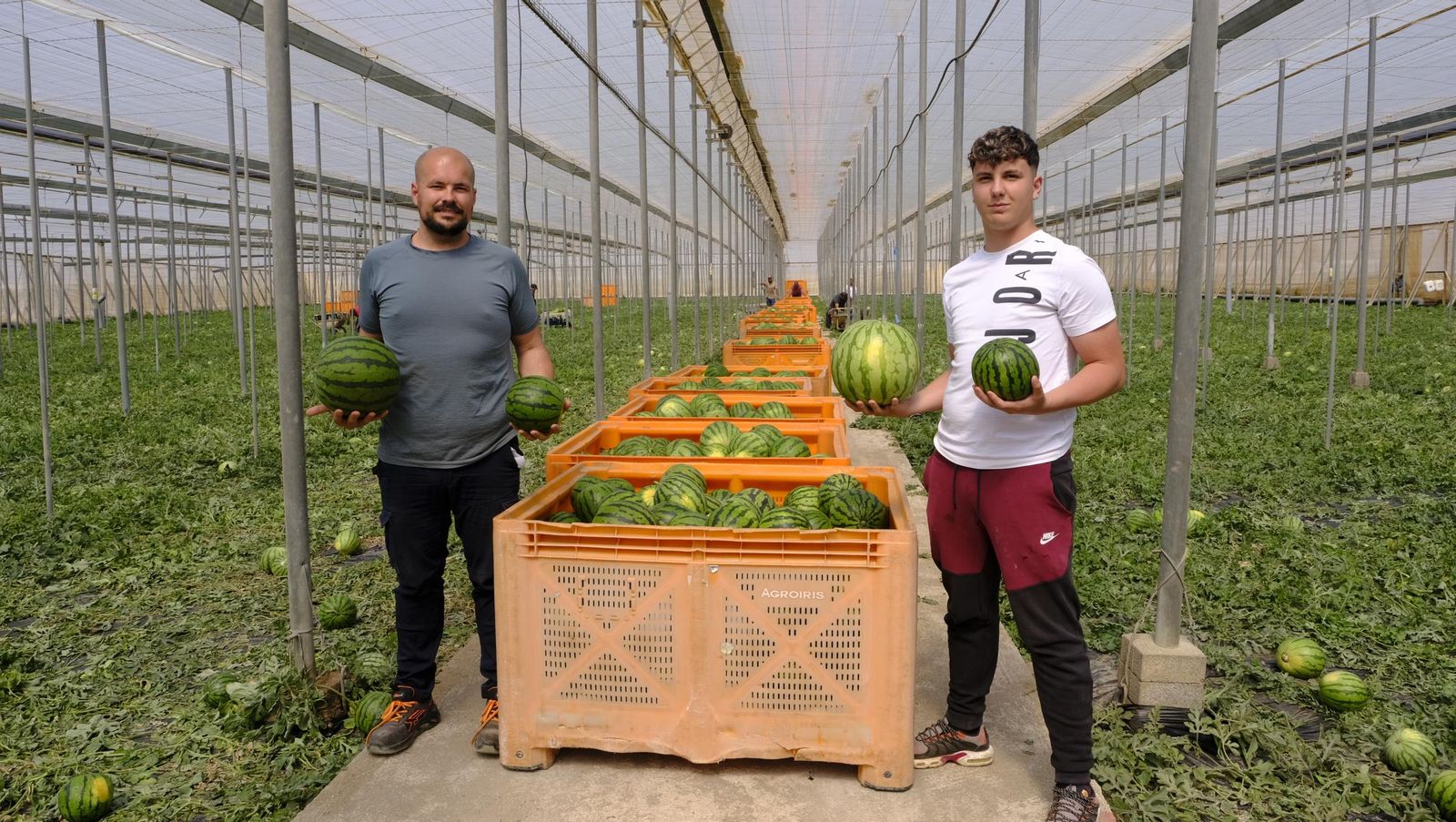 Imágenes de las primeras sandías que salen de Almería esta campaña